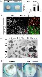 Expression Image