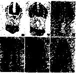 Expression Image
