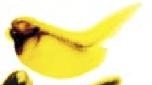 Expression Image