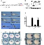 Expression Image