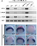 Expression Image