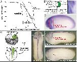 Expression Image