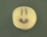 Expression Image